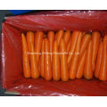 Frische rote Karotte zum Export